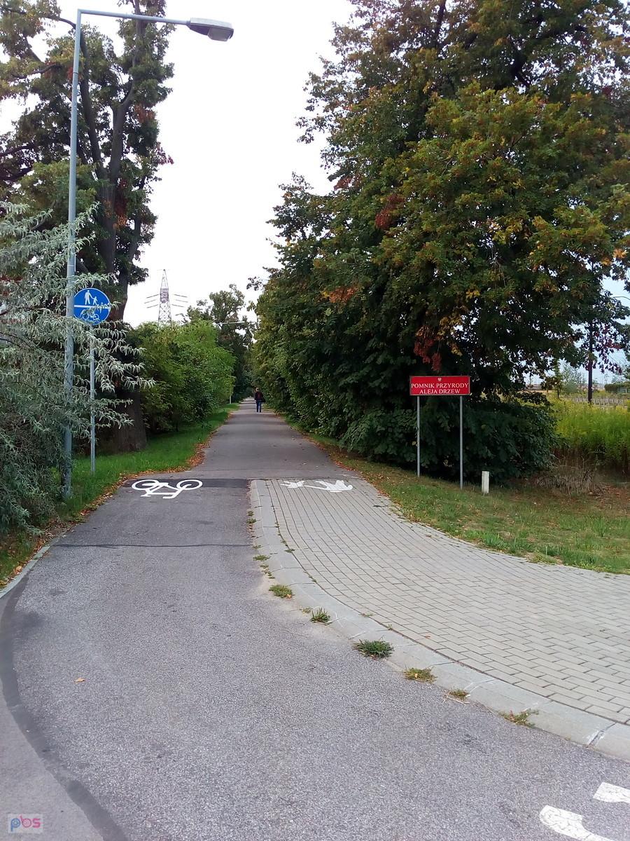 Aleja Drzew przez niedopieszczonych zwana również Aleją Miłości..