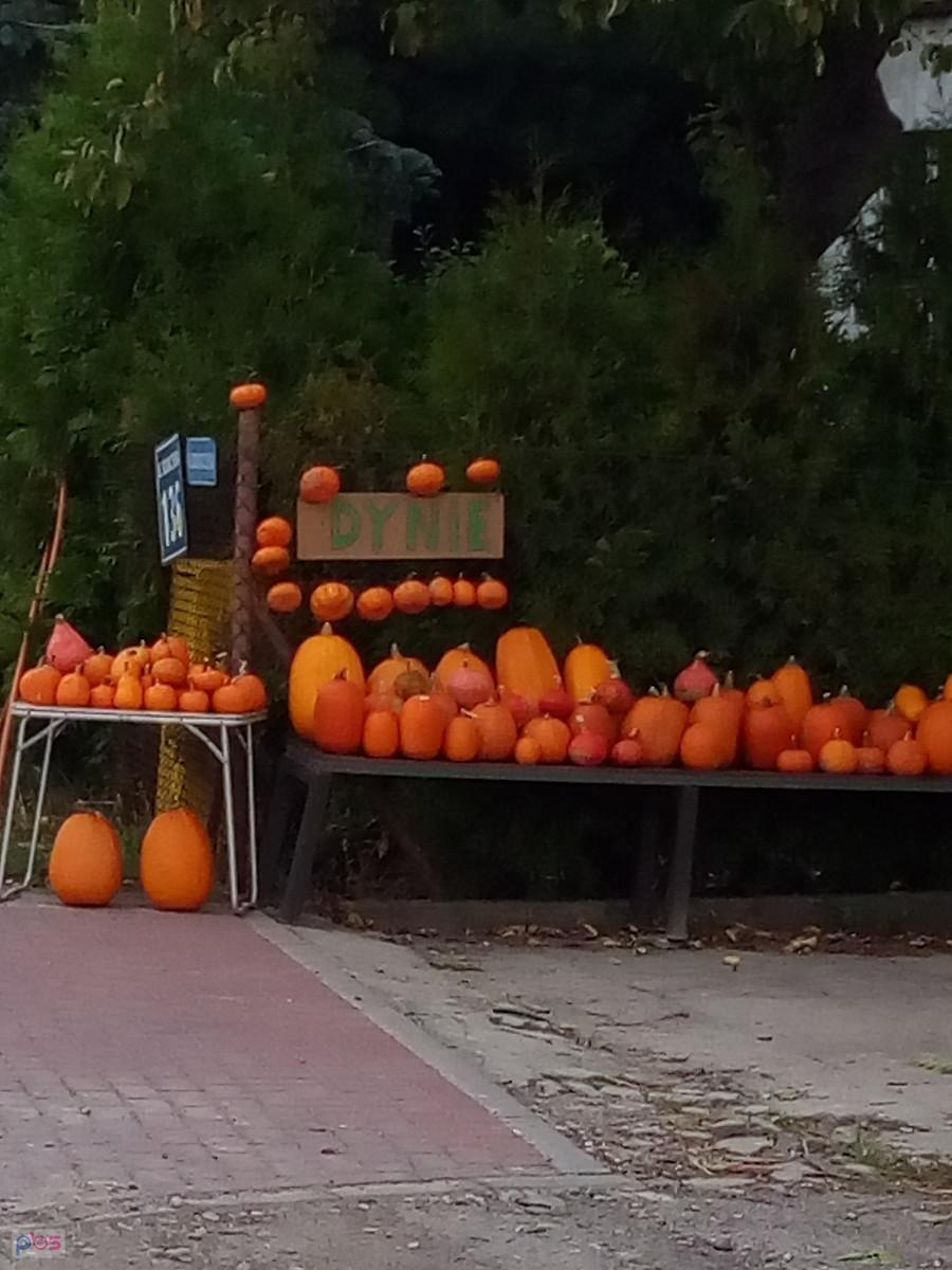 To już jesień... Pojawiły się dynie w Macierzyszu