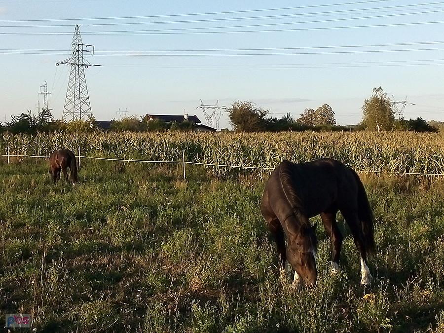 Wypas w popołudniowym słoneczku