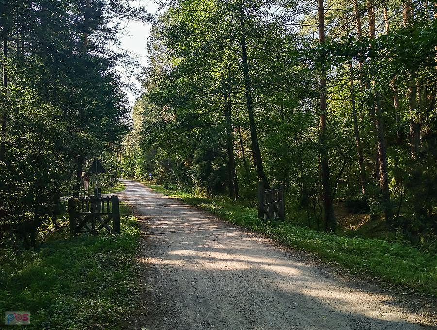 Ubite szutry w parku