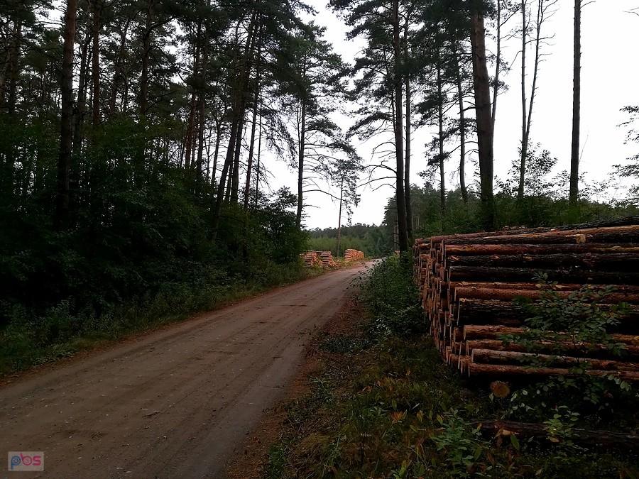 Leśna droga