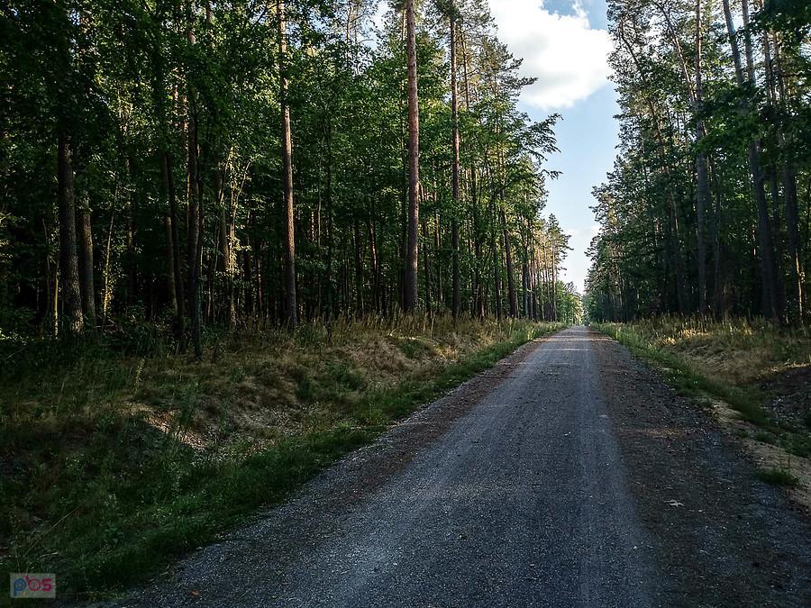 "Nowa" droga przez las
