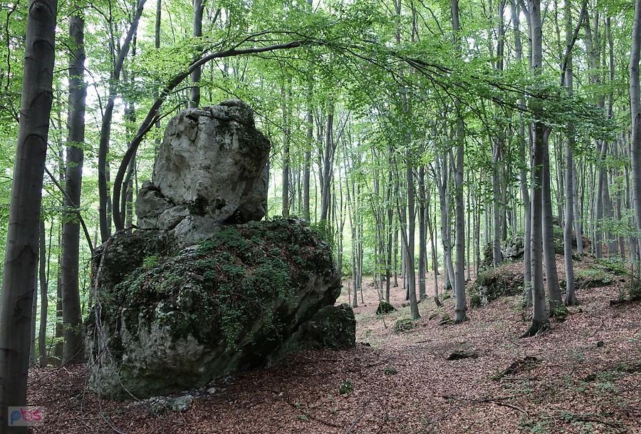 Skałka na Górze Knieja