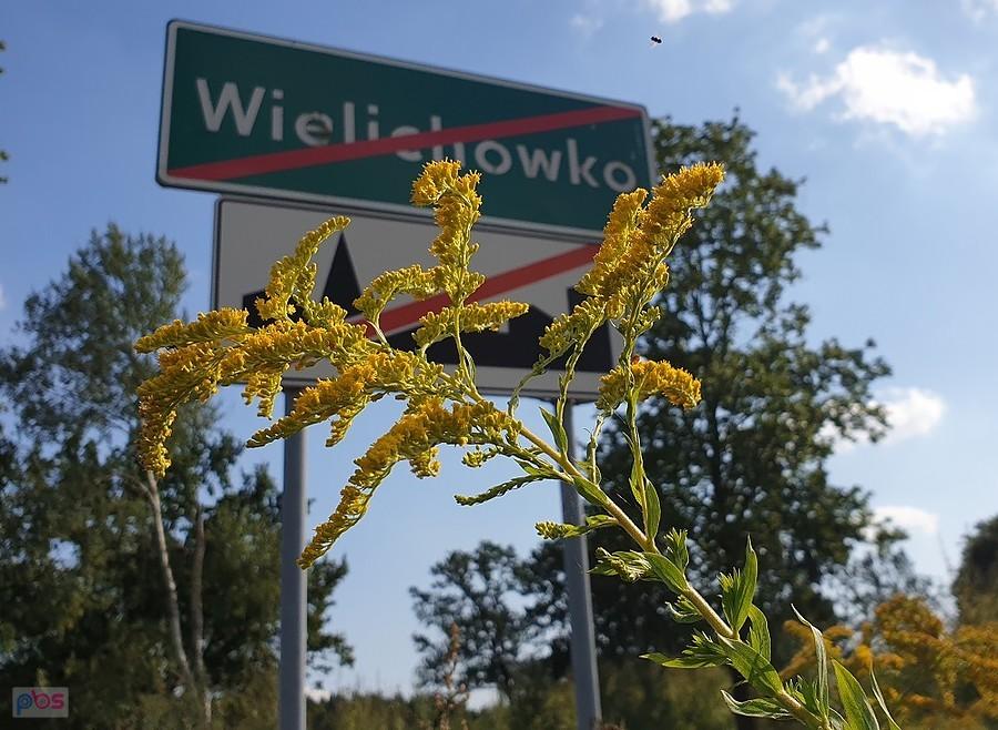 Nawłoć pospolita