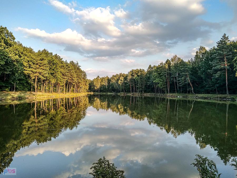 Staw w lasach Kochłowickich