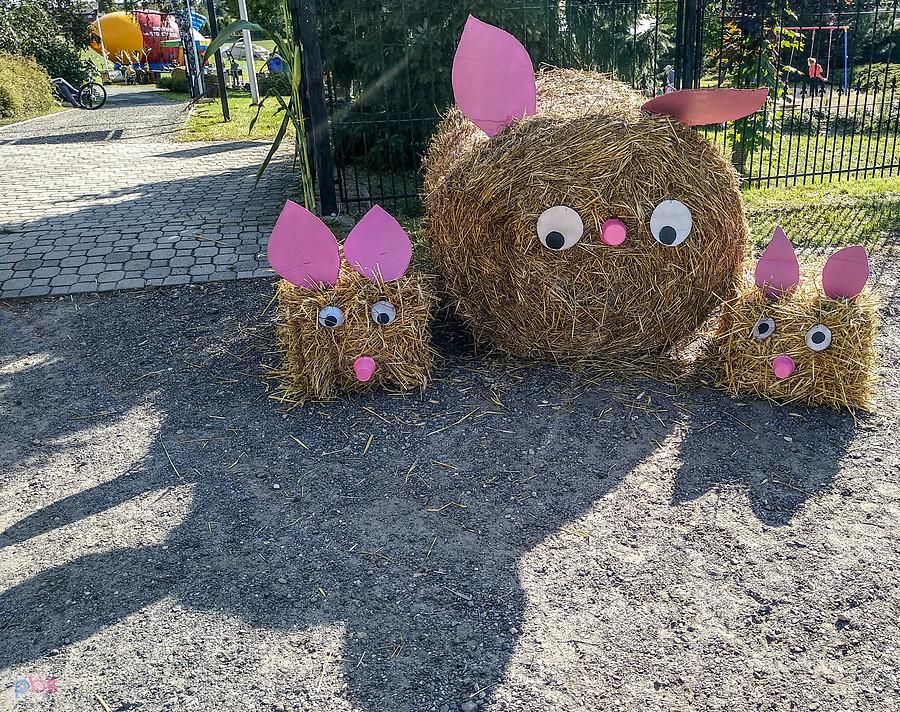 Świnki trzy :)