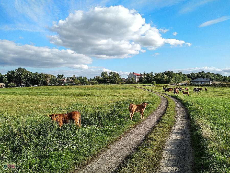 Młode byczki pod Mikołowem