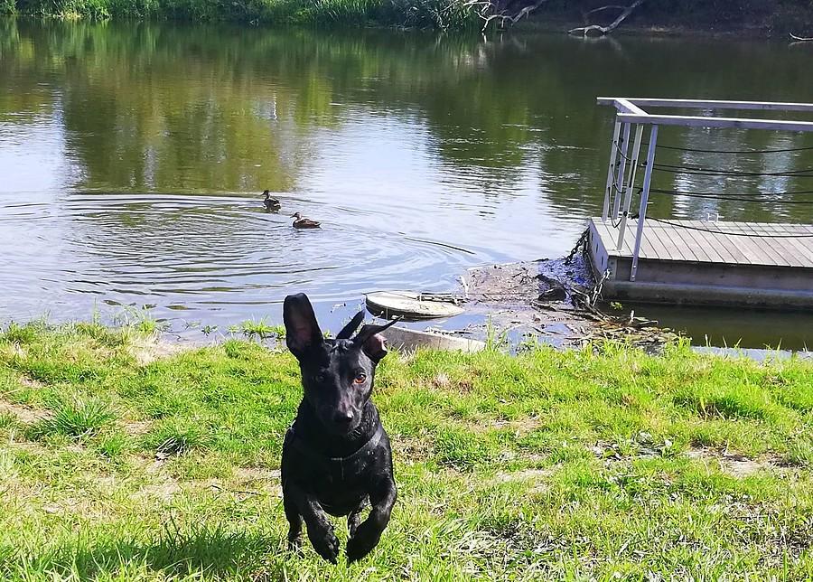 Tupot małych łap :)