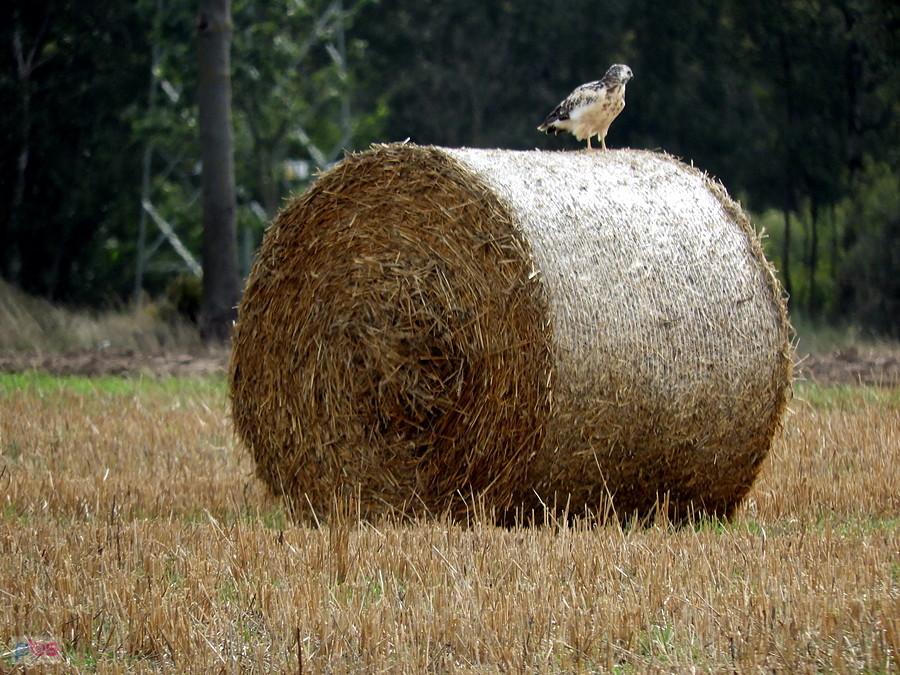 Jaki to ptak na polu pod Trzeszczynem ?