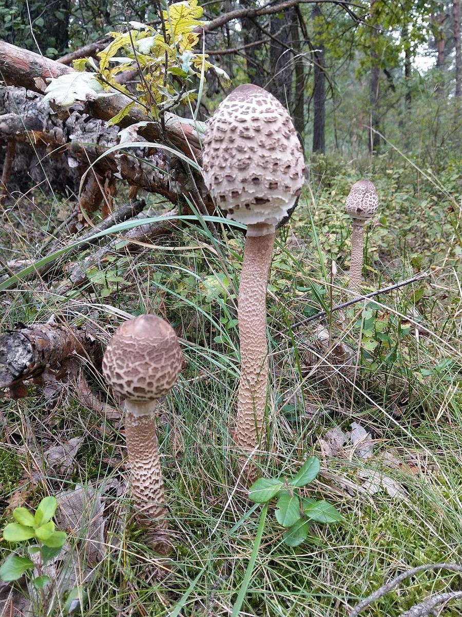 Czubajka Kania