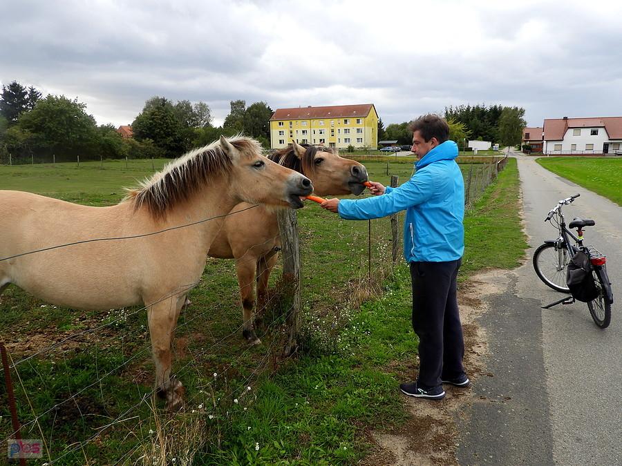 Koniki bardzo lubią marchewkę