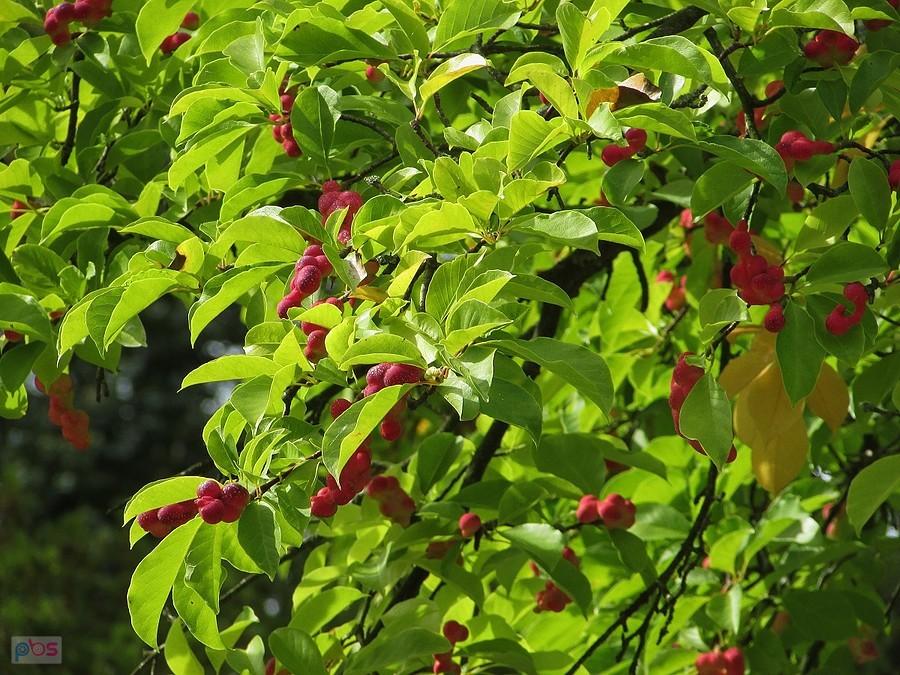 Magnolia drzewiasta zwana również cucumbertree, rośnie we wsch. stanach USA