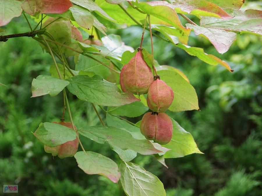 Kłokoczka południowa