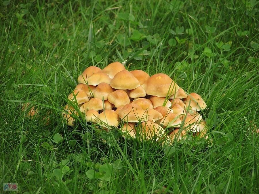 Grzybki nad brzegiem Utraty