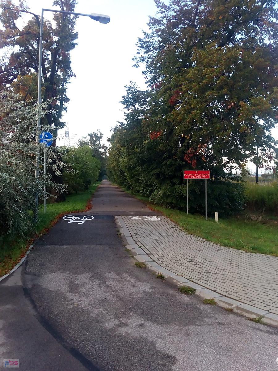 Aleja Drzew przez zakochanych zwana Aleją Miłości