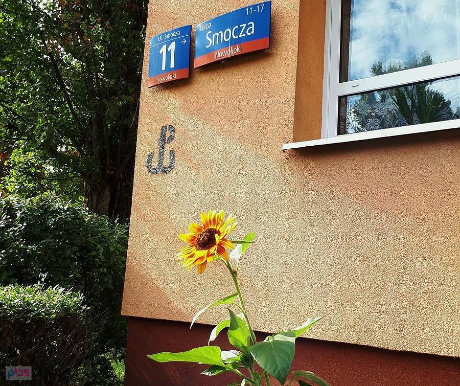 Słonecznik na Szpitalnej