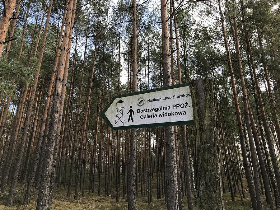 Francuskie Góry - dostrzegalnia p.poż. Zdroje w Puszczy Noteckiej