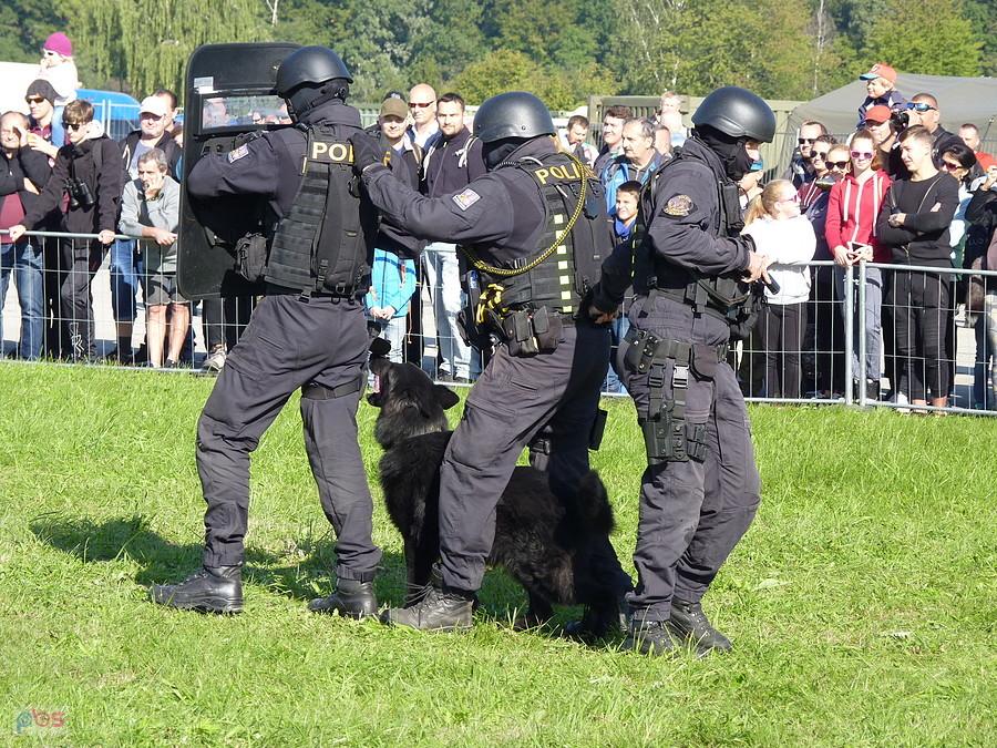 pokazy psów policyjnych