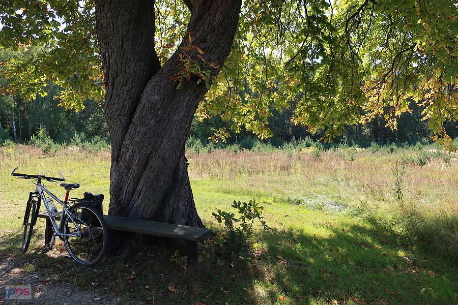 Ławka pod kasztanem
