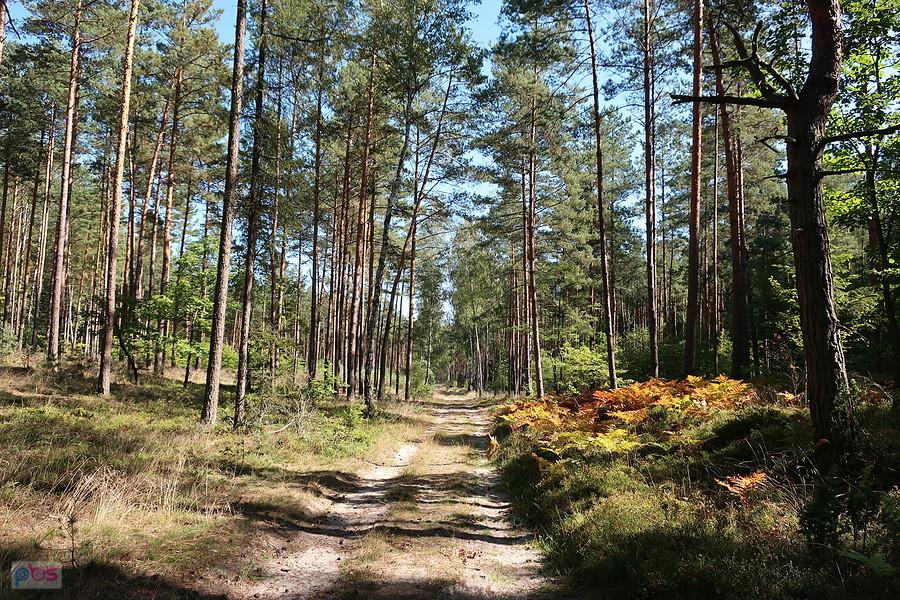 W okolicach Ostrężnika