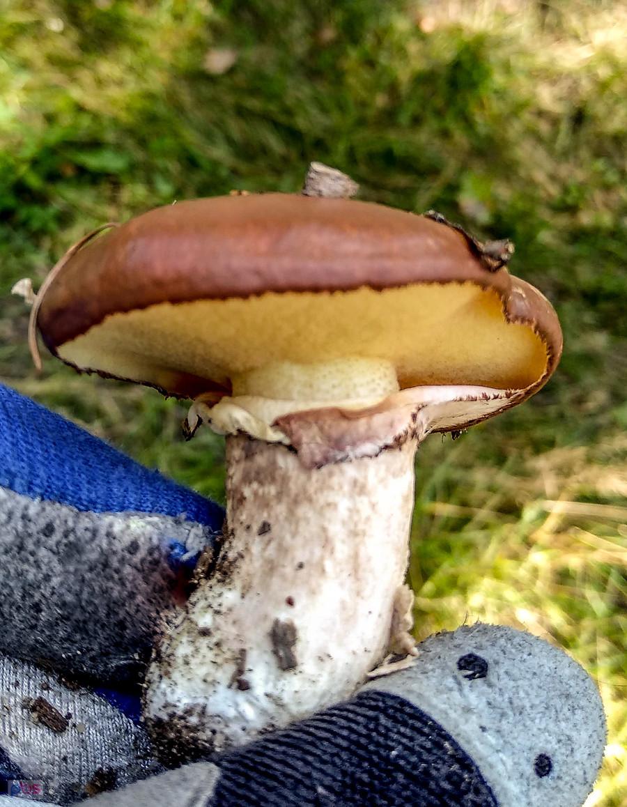 Podgrzybek :)