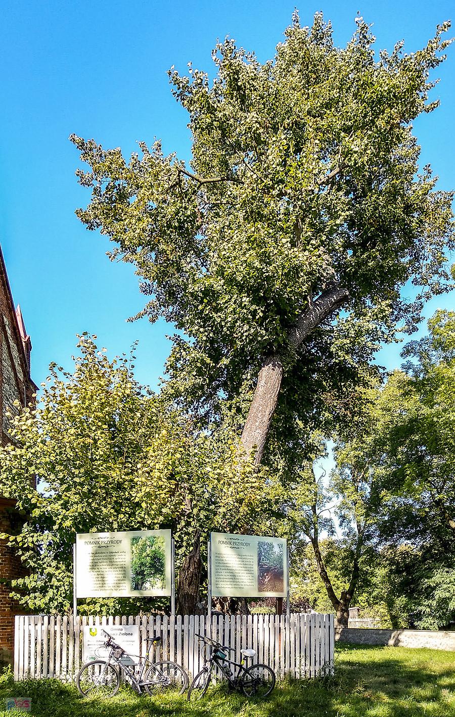 Lipa Cielętniki - podobno najstarsza i najgrubsza w Polsce