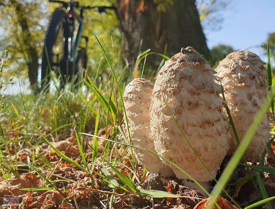 Ścieżka rowerowa wokolicy Morzyczyna