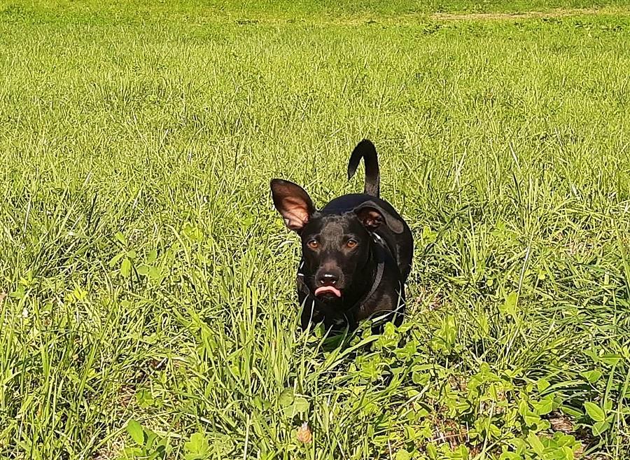 Chyba trawka nie zasmakowała :) - WPN