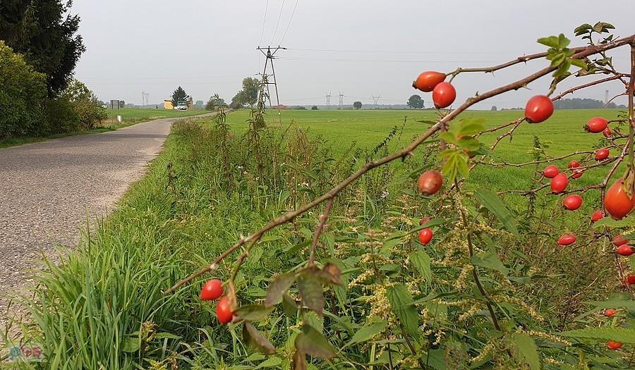 Kierunek na Rogowo