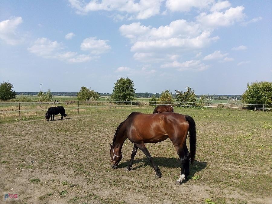 Przy gospodarstwie agroturystycznym