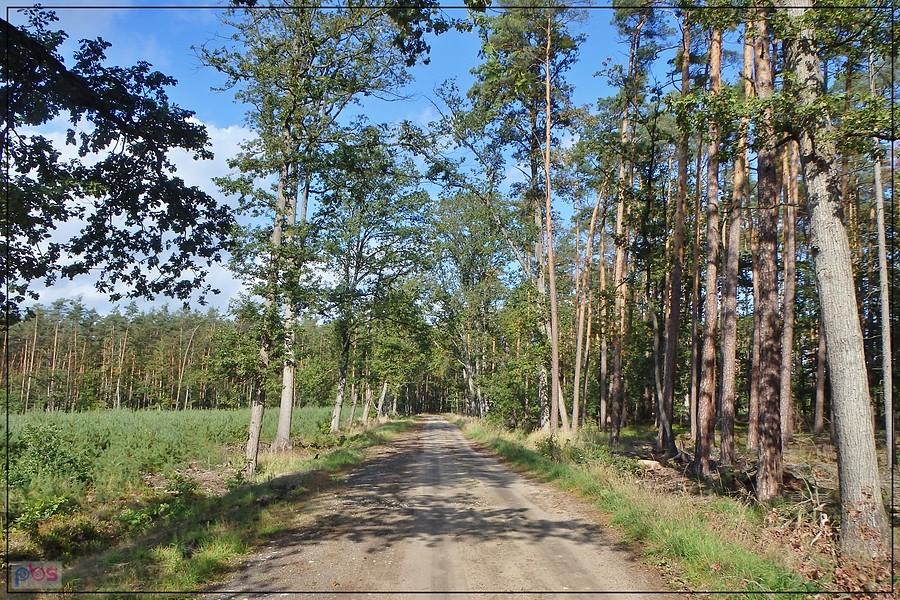 Piękna pogoda w lesie