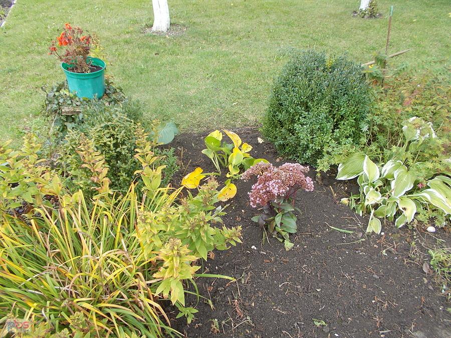 Działka Dareckiego