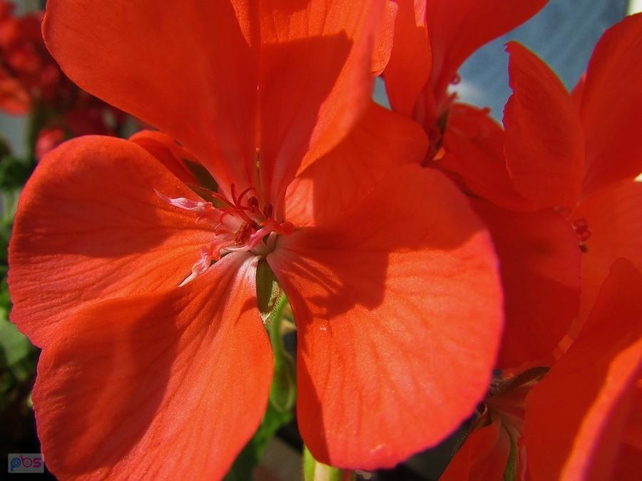 Kwiat pelargonii