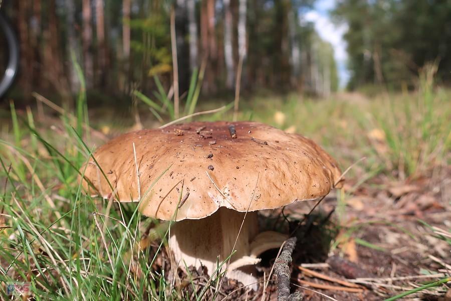 Borowik na środku drogi