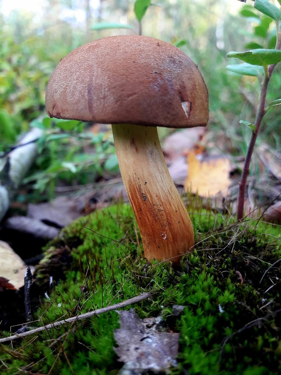 Podgrzybek.