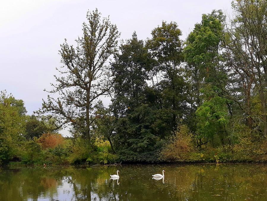 Tu bądź łabądź - Las Dębiński, Poznań
