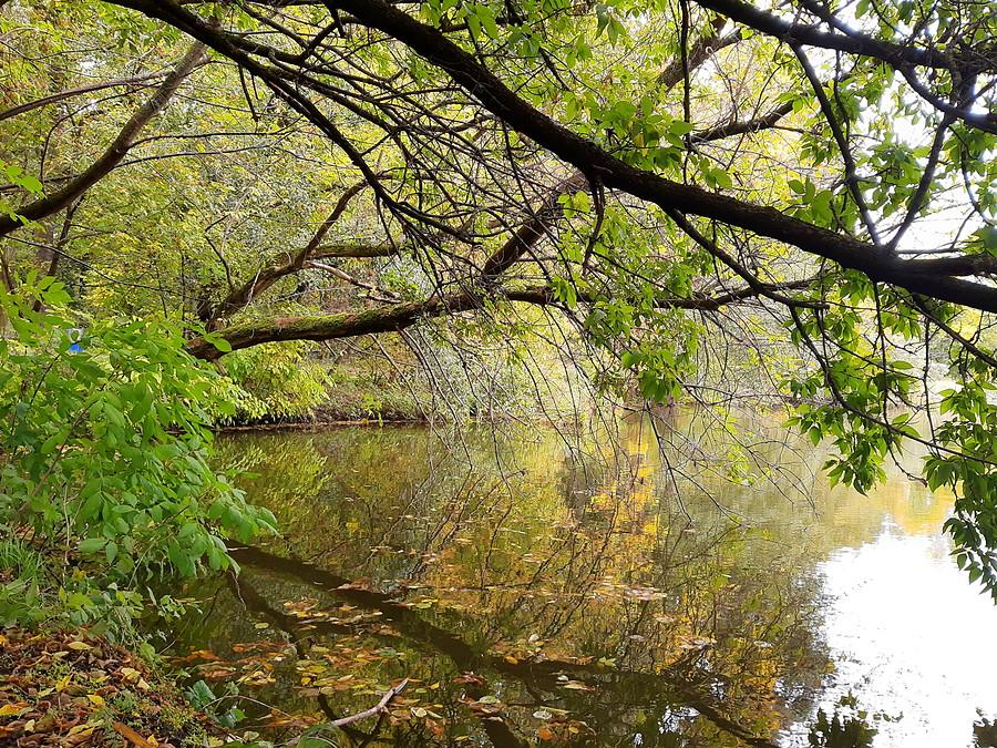 Po cichu, po wielkiemu... - Las Dębiński, Poznań