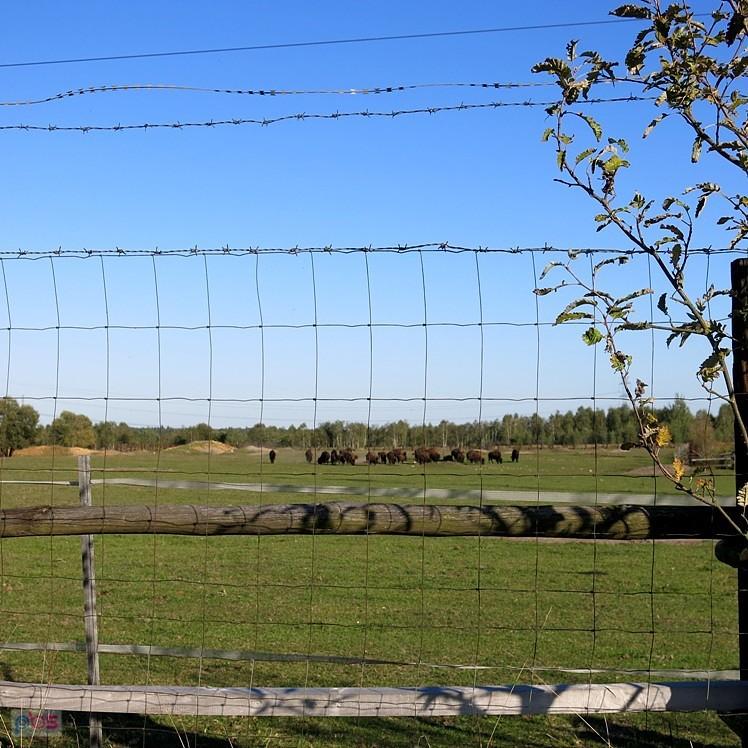 W zagrodzie żubry się pasą? okolice Rzerzęczyc