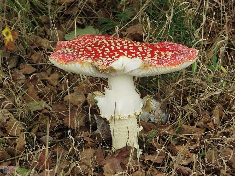 Stary muchomor