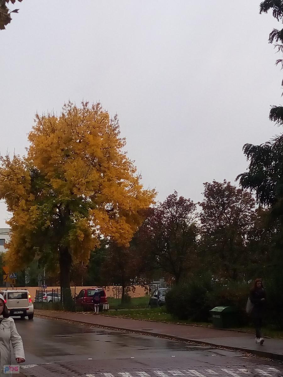 Przecież już jesień
