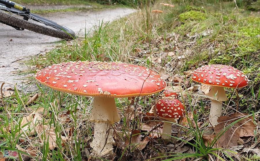 Dojazd pożarowy 36 i nie tylko