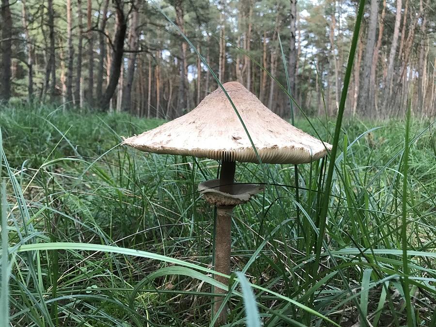 taka piękna kania