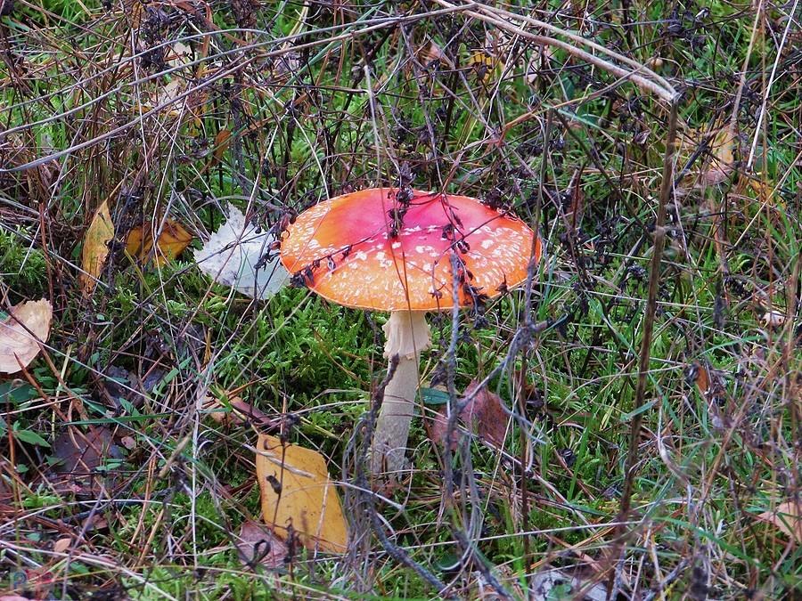 Amanita czyli spotkane z muchomorem