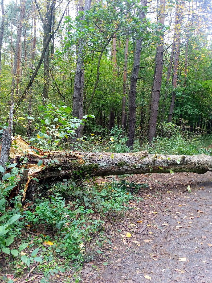Drzewo leżące w poprzek leśnej drogi
