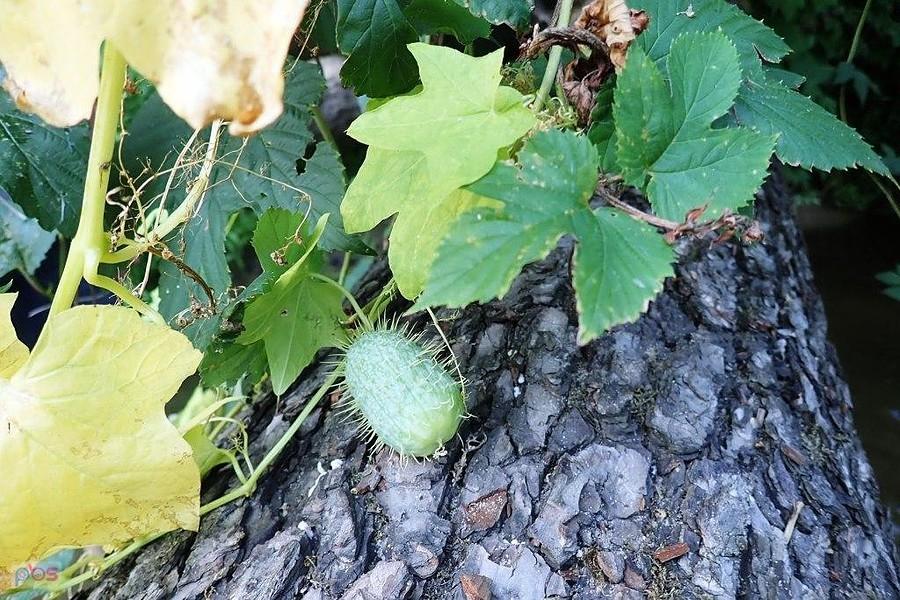 Kolczurka klapowana