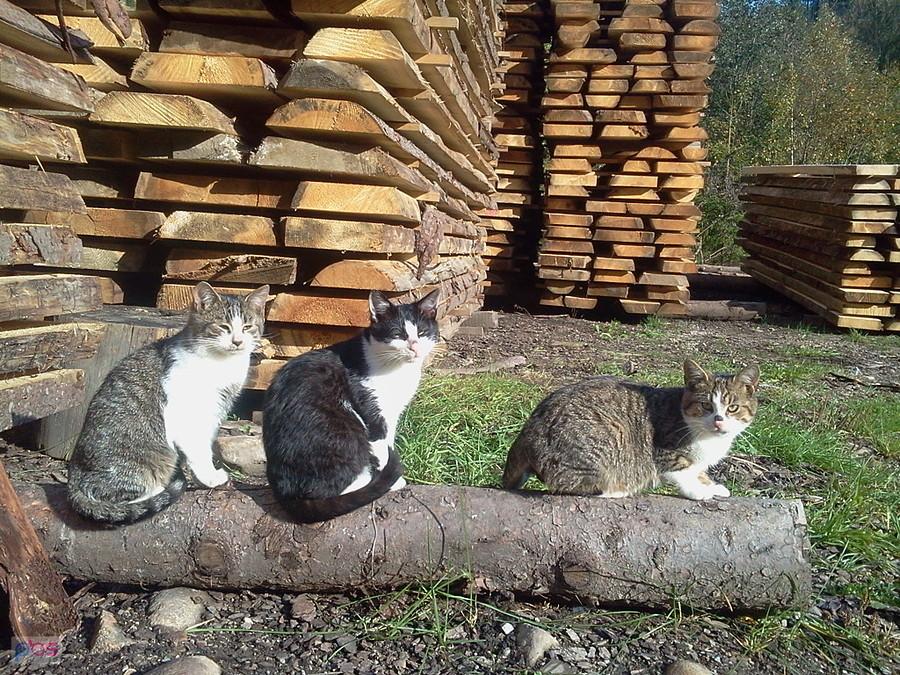 Kotki przy drodze