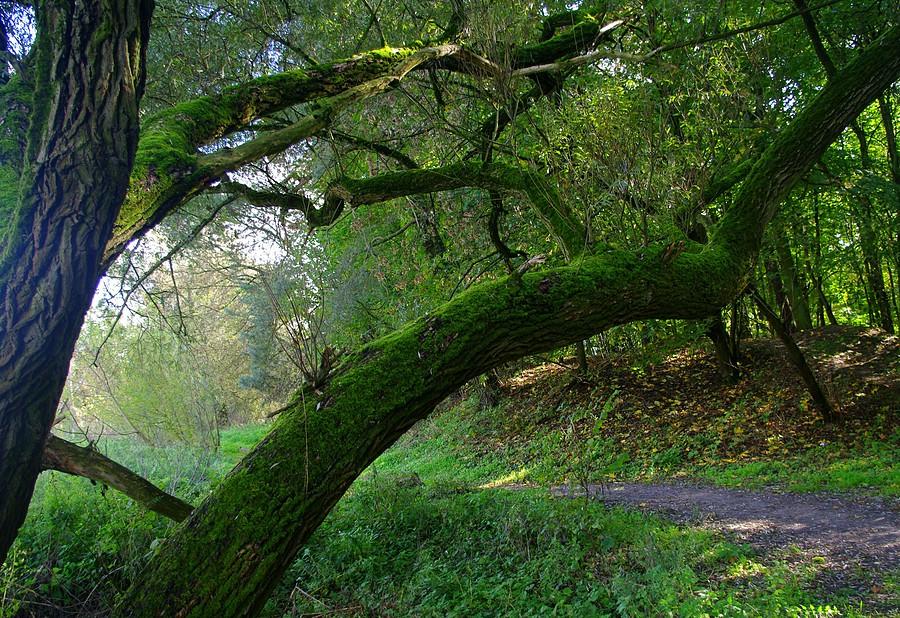 Elfy akurat się schowały - Wielkopolski Park Narodowy