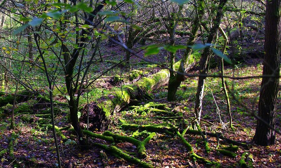 Natura sama się ogarnia - Wielkopolski Park Narodowy