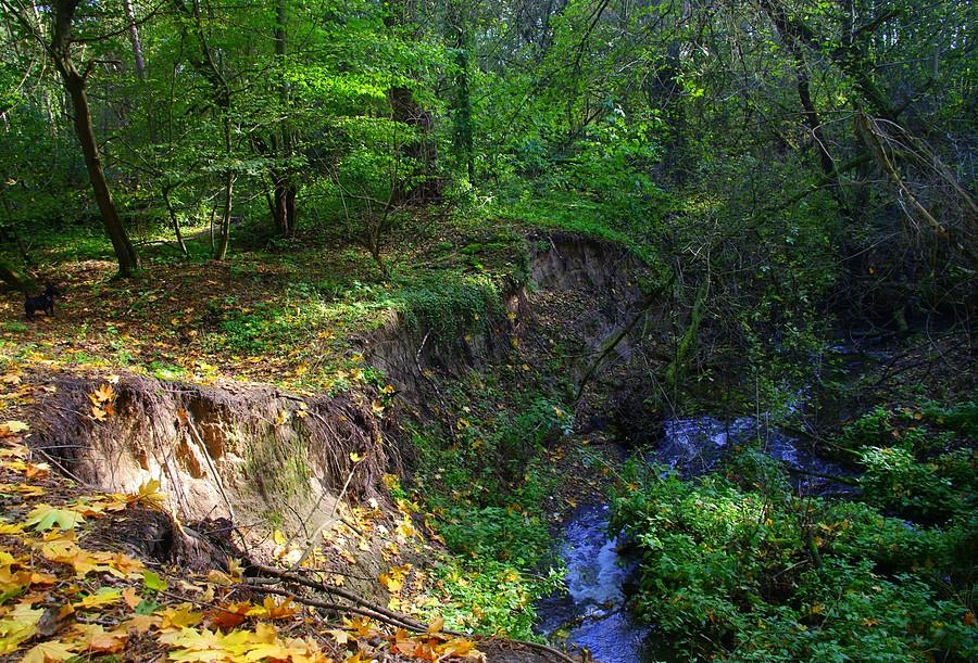 Miał być opis o wąwozie, ale mi PBS punkty odejmuje :) - Wielkopolski Park Narodowy