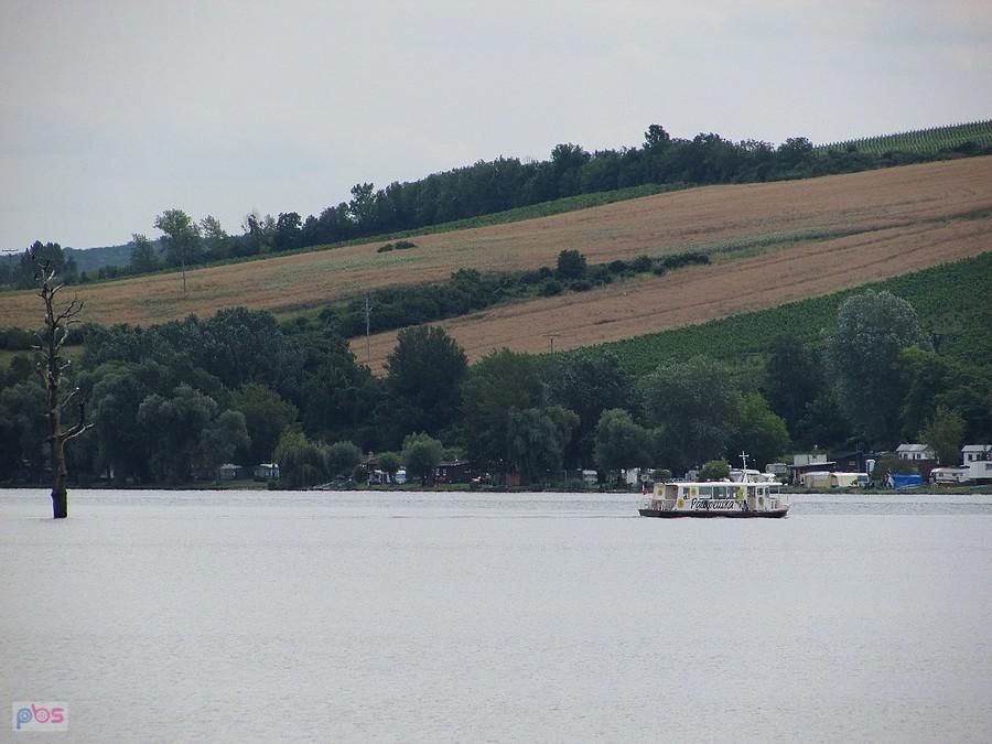 Charakterystyczny pień drzewa na środku Zalewu Nowomłyńskiego